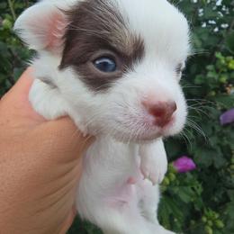 Kevin - Chocolate and white male Chihuahua puppy in Amity, Pennsylvania from Baxters Chihuahuas