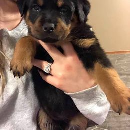 Rottweiler Puppies from RoyaLuxe K9