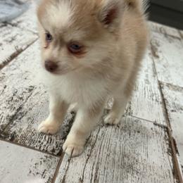 Boba - Lavender male Pomsky puppy in Gunter, Texas from The Painted Pomsky