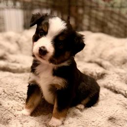 Clover - Black tri male Miniature Australian Shepherd puppy in Harpers Ferry, West Virginia from Carter's Cuties