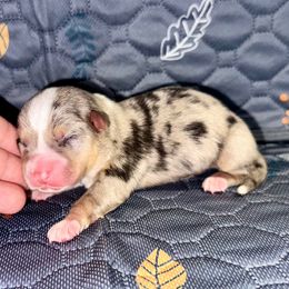 Stone - Blue merle and white male American Corgi puppy in Dublin, Texas from 5H Corgis