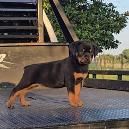 Girl 1 - female Rottweiler puppy in Holts Summit, Missouri from Hurleyhaus Rottweilers