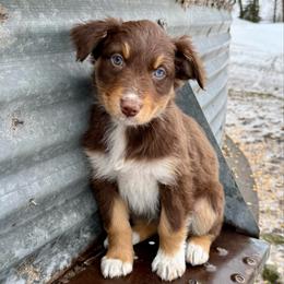 Francesca AKC ASCA - Red tri-color female Australian Shepherd puppy in Blomkest, Minnesota from Meljestic Farms