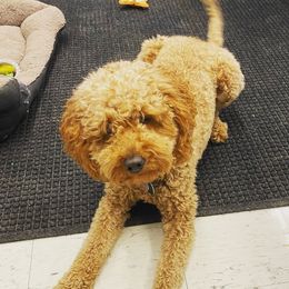 Willow - Goldendoodle
