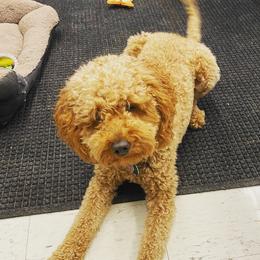 Willow - Goldendoodle