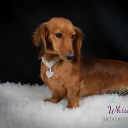 Bug - Dachshund