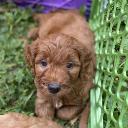 Goldendoodles from Lynes of Doodles