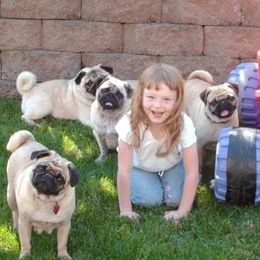 Hoskinspugs - Fawn male Pug puppy in Olympia, Washington from Hoskinspugs
