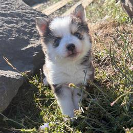 Penny - Tri-color female Pomsky puppy in Mc Minnville, Oregon from West Coast Pomskies