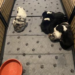 Australian Shepherd Puppies from Sydney’s Sweethearts
