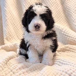 Pecan - Black and white male Bernedoodle puppy in Travelers Rest, South Carolina from Bernedoodle.do