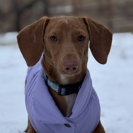 Dachshunds from Double L Mini Dachshunds