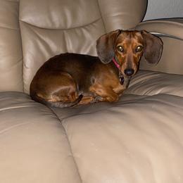 Ruby - Dachshund