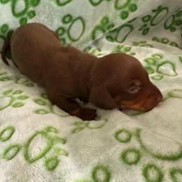 Max - Chocolate and tan male Dachshund puppy in Victorville, California from Wirz’s Weens