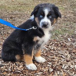Buddy - Black tri-color male Australian Shepherd puppy in Silex, Missouri from Small Town Australian Shepherds