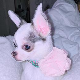 Chihuahua Puppies from Petite Pups LLC