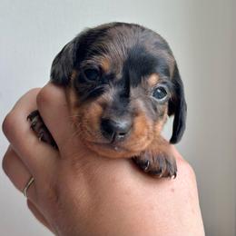 Jameson - Dapple male Dachshund puppy in Crystal, Michigan from Mare-Bella Smoothcoat Edition