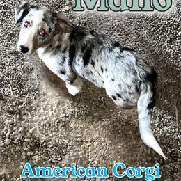 Mano (shark) - Blue merle and white American Corgi puppy in Wapakoneta, Ohio from Rocking D-C Canines