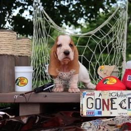 ESPN - Mahogany and white female Basset Hound puppy in Pollock, Missouri from Northstar