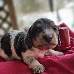 Kristof - Piebald male Dachshund puppy in Bergen, New York from T. Rex Doxies & Friends