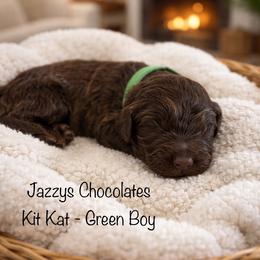 Kit Kat - green boy - Chocolate male Goldendoodle puppy in Waterford, California from Alvdoodles