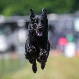 Sylvie - Flat-Coated Retriever