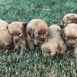 Golden Retriever Puppies from Golden heaven puppies