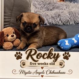 Rocky - Black sabled fawn male Chihuahua puppy in Leesburg, Florida from Mystic Angels Chihuahuas