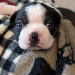 Tom - Black and white male Boston Terrier puppy in Kansas City, Missouri from Boston's Boston Terriers AKC