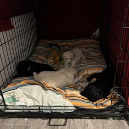 Poodle Puppies from Tyler Family Poodles