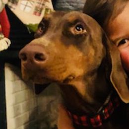 Doberman Pinschers from Dobermans Ni Thala