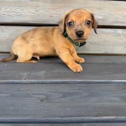 Woody - Dapple male Dachshund puppy in South Willard, Utah from Doxies in the Sun