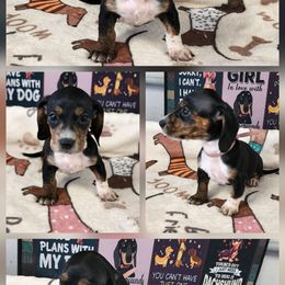 Lola - Black and tan female Dachshund puppy in Anaconda, Montana from Williams Family Dachshunds