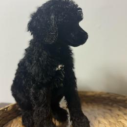 Klaus - Black male Poodle puppy in Grovetown, Georgia from PND Kennel