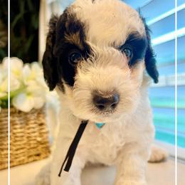 XYLO - Black and white male Bernedoodle puppy in Houston, Texas from Pia’s Doodle Poodle Wag