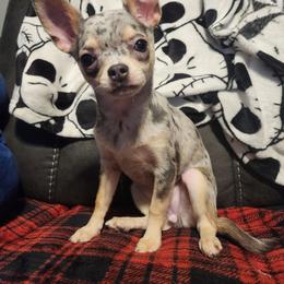 Willow - Blue merle female Chihuahua puppy in Ashtabula, Ohio from Paw's & Awe's Chihuahuas