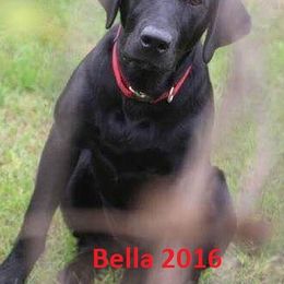 Labrador Retriever Puppies from C R Purdy Labs