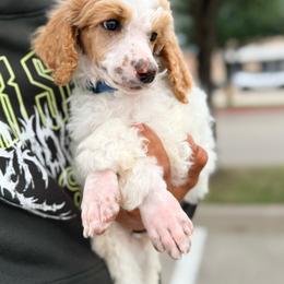 Blue boy - Parti male Poodle puppy in Joshua, Texas from Double R Poodles