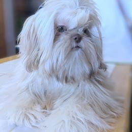 Majik - Shih Tzu