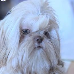 Majik - Shih Tzu
