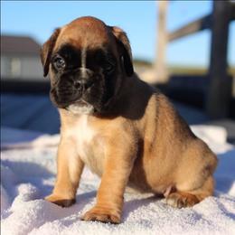 Whitney - Fawn female Boxer puppy in Warsaw, New York from Hillview Kennels