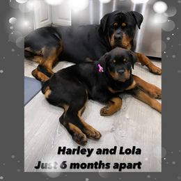 Rottweiler All Grown Up from Luckyrottweiler Kennels