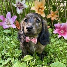 Sally - Brindle female Dachshund puppy in Lathrop, Michigan from Hidden Haven Dachshunds