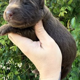 Orange - Liver female German Shepherd puppy in California from Singleton Shepherds