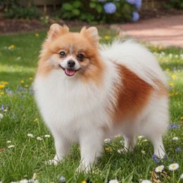 Cinderella - Pomeranian
