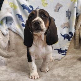 Joe - Black brown and white male Basset Hound puppy in Newton Grove, North Carolina from MGA Basset Hound