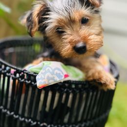 Gemma - Black and tan female Yorkshire Terrier puppy in Iron Mountain, Michigan from Celestial Family Terriers