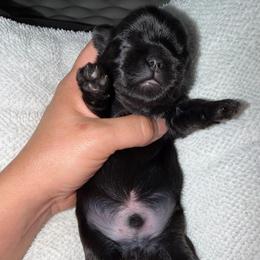 Guppie - Black male Shih Tzu puppy in Kettering, Ohio from The Ruff Life Tribe