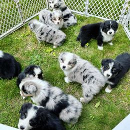 Australian Shepherd Puppies from Steppingstone Kennel