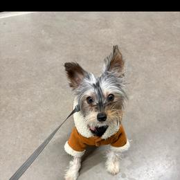 Cookies and Cream - Parti male Yorkshire Terrier puppy in Rochester, New York from TK PUPS